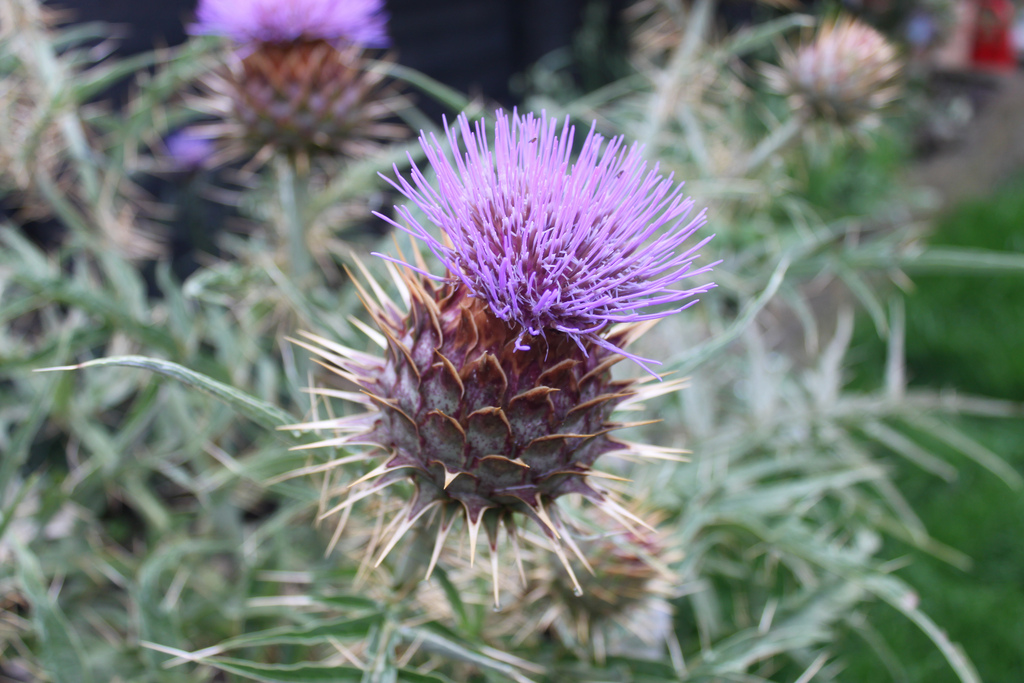 artichoke thistle